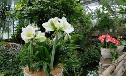 养花省心秘诀：掌握养护小技巧