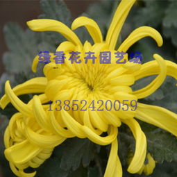 这绿化菊，是不是菊花的一种呢？