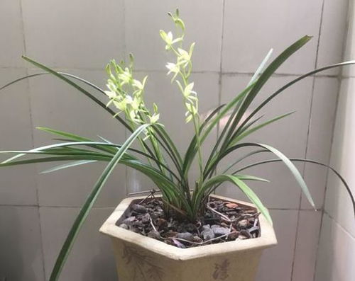兰花养殖技巧，如何才能让它绽放花朵