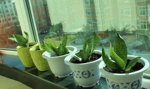 睡莲的生长， 季节的变迁