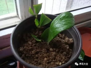 土壤， 那是必须精心挑选的