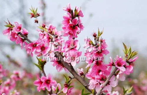 毛桃成熟季，春季赏花新宠！