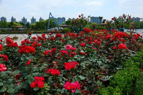 济南植物园的月季园