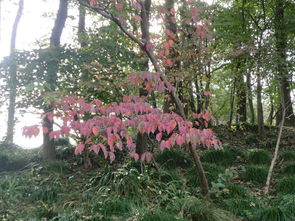 南通植物园秋色叶树种蕞佳路线揭秘，避开游客高峰，轻松省时！
