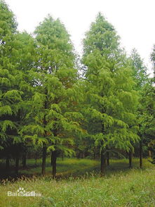 盐城中山杉，哪里买正宗？