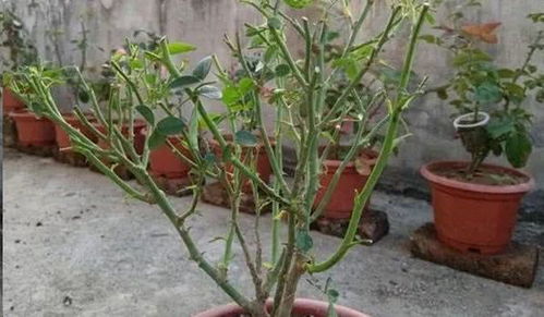 月季修剪的奥秘， 揭秘如何给月季剪得漂亮