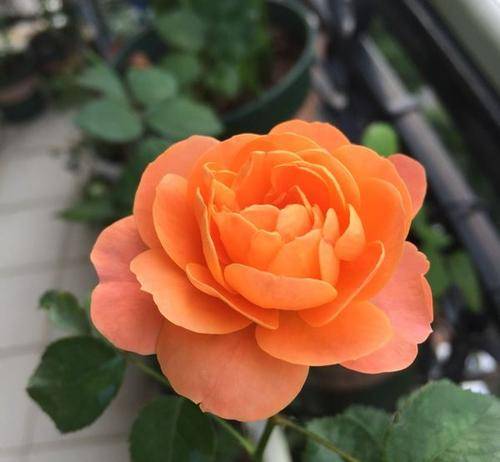 月季花之美， 花色香浓，新人之选