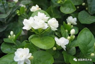 春季茉莉花修剪攻略，轻松养出爆花美株！