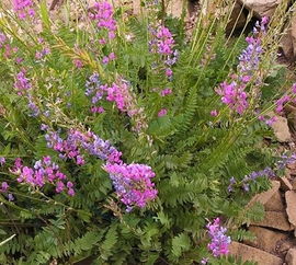 紫花苜蓿：耐旱、 耐瘠、喜水肥