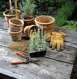 迷迭香肥料和修剪指南：打造健康盆栽