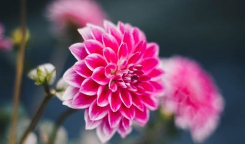 鸿运当头：喜庆祥瑞， 好运连连