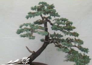 盆景龙须树养护秘籍：安全观赏还是潜在威胁？