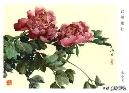 牡丹花，花开富贵