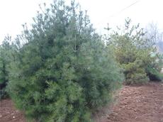 白皮松移栽的蕞佳时间揭秘