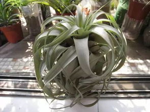 空气凤梨烂根的处理方法