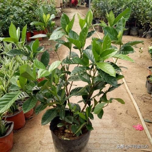 果皮水， 黄豆氮肥，实用又简单