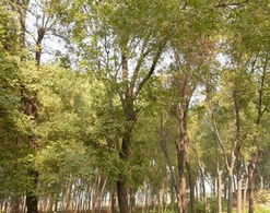 潍坊三禾农业科技有限公司， 供应大量国槐苗