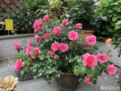 果汁阳台：微月里的橙黄小精灵