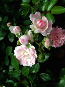 月桂绿月季花是什么颜色？