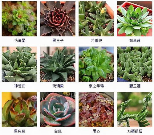 多肉品种大全：最全的多肉植物图鉴