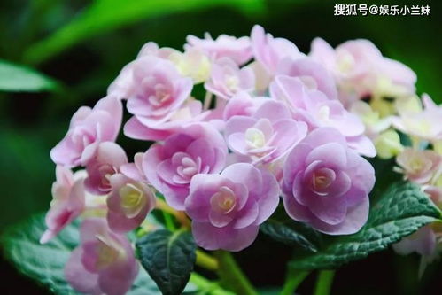绣球花换盆最佳月份是几月？移栽时需要注意哪些养护事项