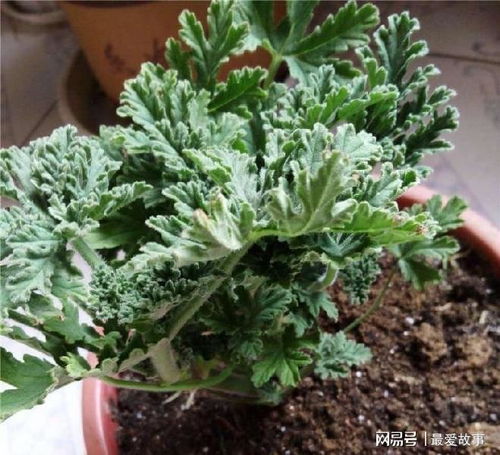 二、三大种植方案效果如何？