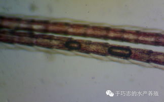 南美白对虾气泡病：虾体出现气泡