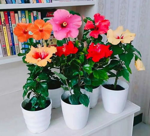 扶桑花蕾绽放，为何突然掉落