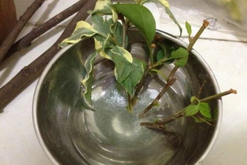 夏天月季扦插时如何选择合适的枝条和生根激素
