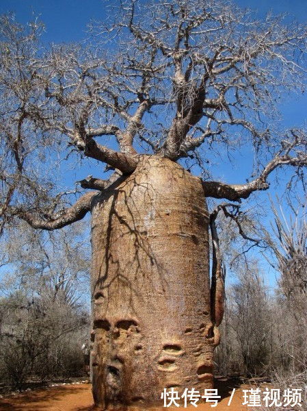 速生桉树的生长特点