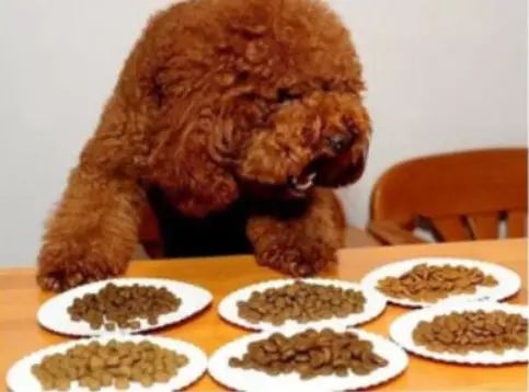 茶杯犬应选择低热量、易消化的狗粮