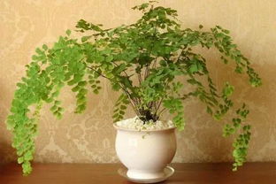 苔藓植物， 家居增添自然韵味