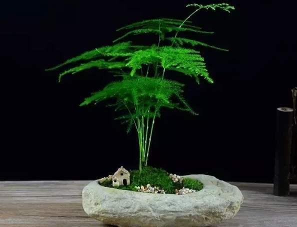 竹子花不想养了怎么处理掉呢