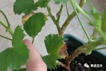 天竺葵扦插方法正确步骤有哪些，如何提高成活率