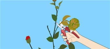 四、施肥有讲究