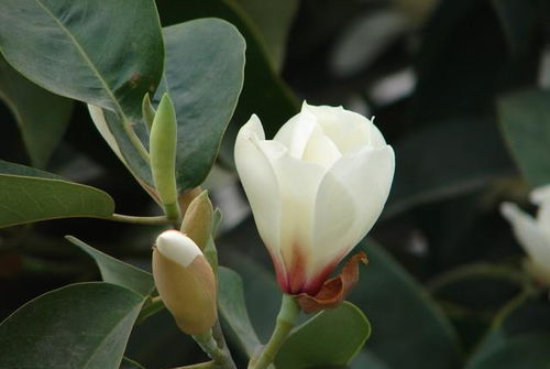 含笑花绽放，花语何解