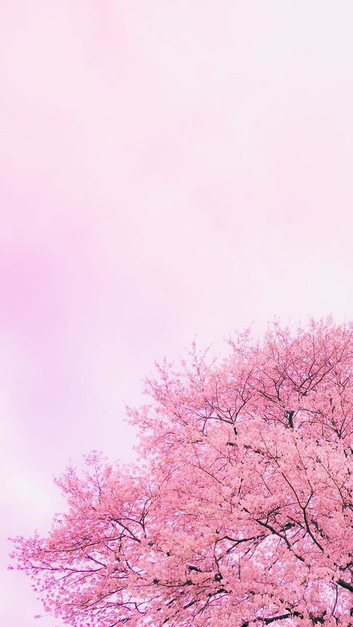 樱花粉色、白色哪种更美？