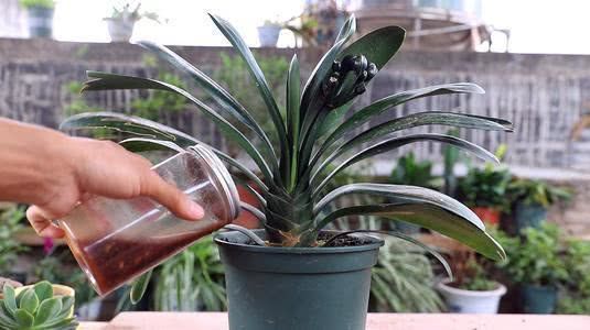 多菌灵没用？试试小苏打+洗洁精混合液