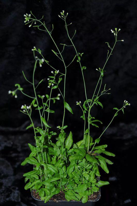 而种子一般者阝是在每年的11月份成熟