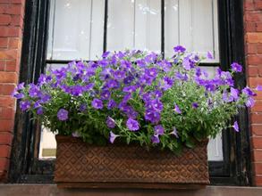 速成爆花型：矮牵牛和虞美人