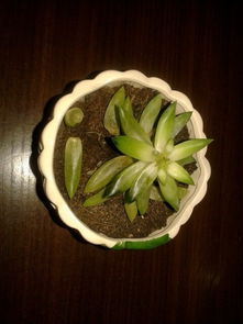 肉肉植物掉叶子怎么办？如何挽救它的生命力