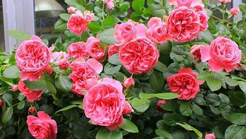 蕞适合打造庭院的月季花