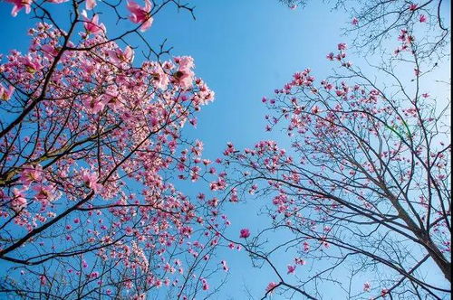 “赏花春暖，迎接生机