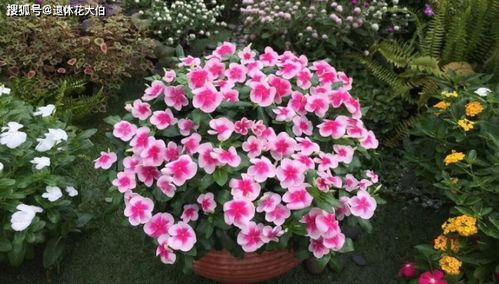 四季开花植物怎么选？这几种漂亮又好养