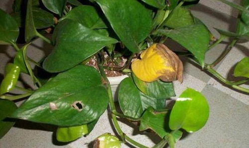 绿萝，我心中的绿宝石