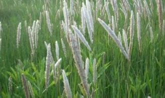 乙草胺：消灭杂草的小Neng手