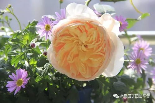 园丁荣耀的奖项