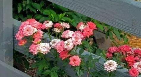 阳台四季花开秘籍，你值得拥有！