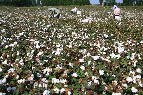新疆博湖县3.8万亩棉花丰收，棉农喜迎新棉采摘