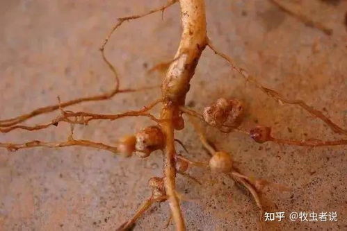 白三叶草根瘤菌接种，提升固氮能力